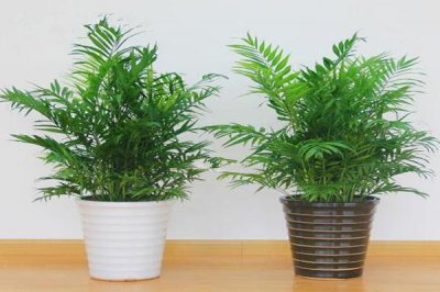 袖珍椰子风水摆放禁忌是什么 客厅最旺宅的水培植物