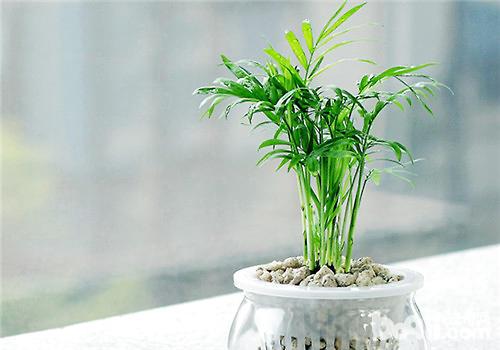 袖珍椰子风水摆放禁忌是什么