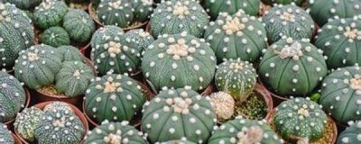 仙人球刚种上能浇水吗 关于仙人球种植方法与技巧