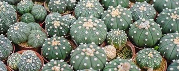 仙人球刚种上能浇水吗