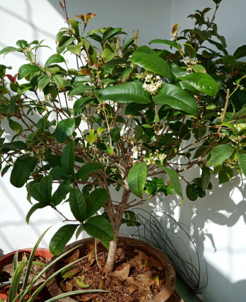 四季桂花用什么土栽培好养