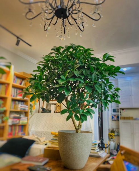 四季桂花用什么土栽培好养