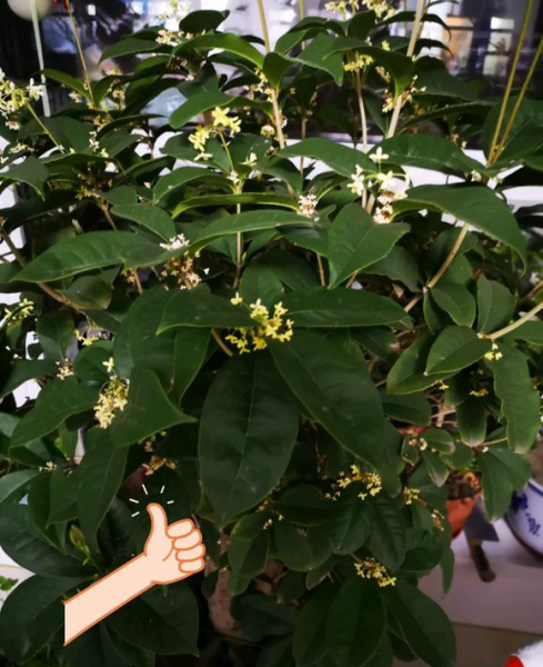 四季桂花用什么土栽培好养