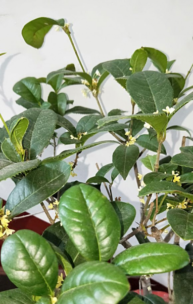 四季桂花用什么土栽培好养