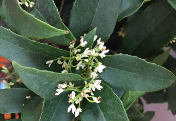 四季桂花用什么土栽培好养