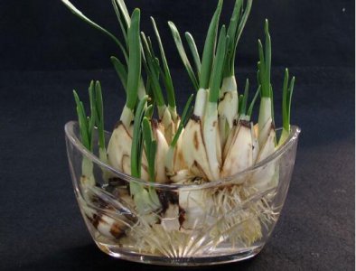 水培水仙花的步骤是什么 了解水仙花养护与管理步骤