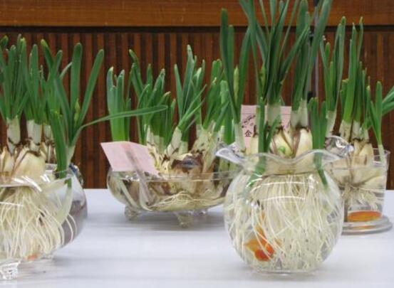 水培水仙花的步骤是什么