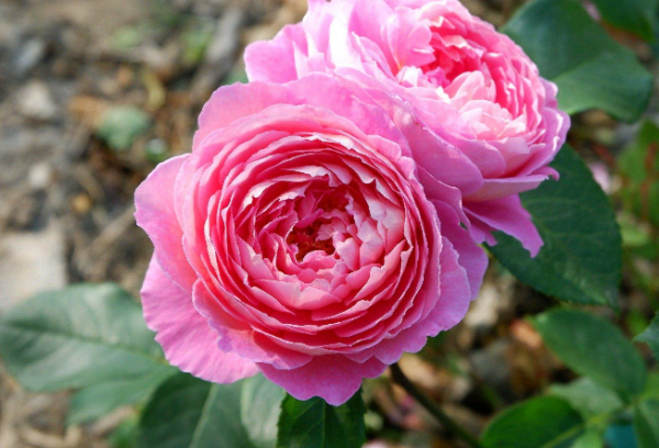 夏季月季花的养殖方法和注意事项