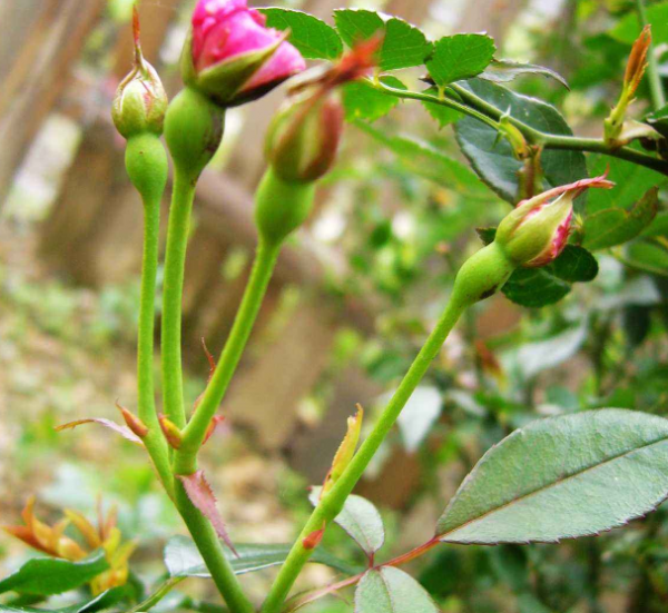 夏季月季花的养殖方法和注意事项