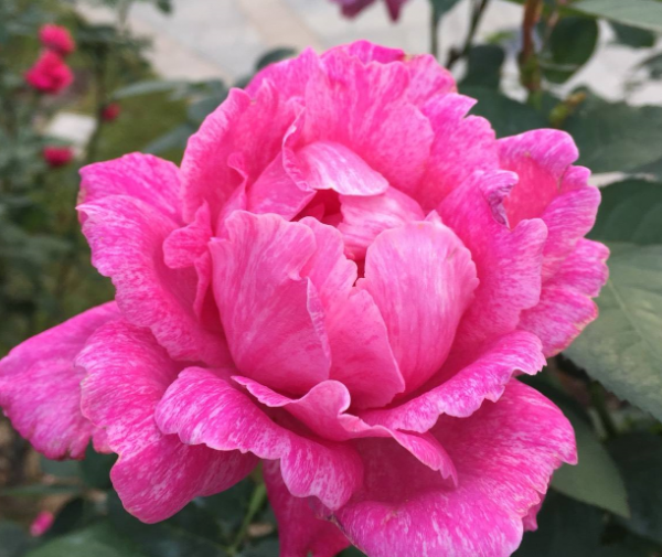 夏季月季花的养殖方法和注意事项