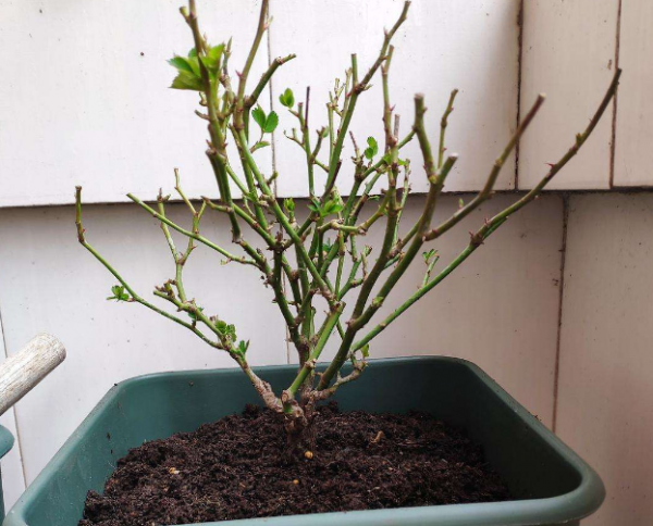 夏季月季花的养殖方法和注意事项