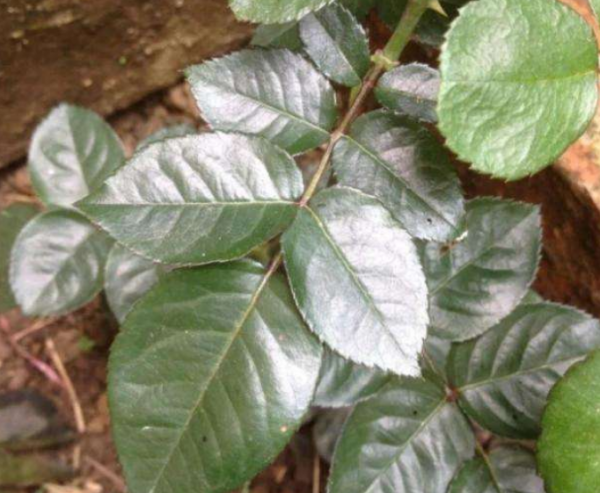 夏季月季花的养殖方法和注意事项