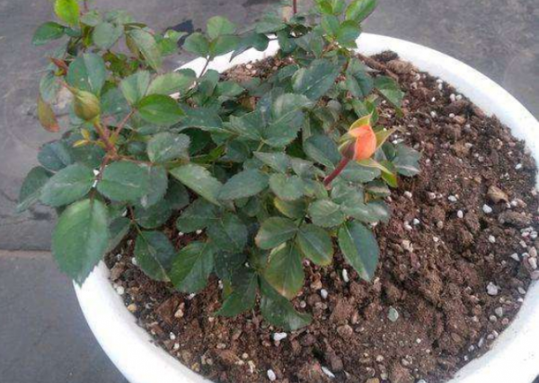 夏季月季花的养殖方法和注意事项