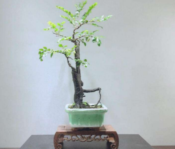 小叶紫檀树摆放的风水禁忌有哪些