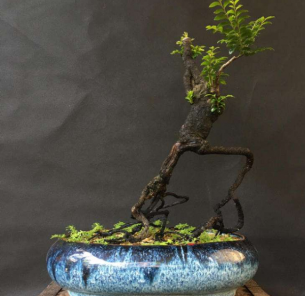 小叶紫檀树摆放的风水禁忌有哪些