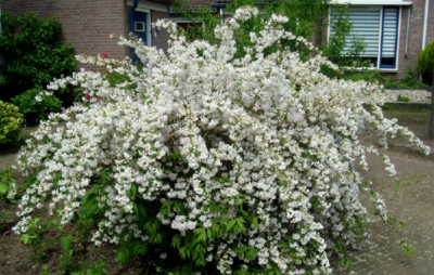 溲疏雪樱花种植方法 ?；ǖ闹种卜椒ê妥⒁馐孪?/></i><h2>溲疏雪?；ㄖ种卜椒??；ǖ闹种卜椒ê妥⒁馐孪?/h2><p>如果想了解溲疏雪樱花种植方法和?；ǖ闹种卜椒ê妥⒁馐孪畹穆讨不ɑ艿南喙亟樯?，接下来绿植迷网小编为大家介绍。溲疏养护简单，开花量大，春季盛</p></a></li>
          </ul>
        </div>
      </div>
    </div>
    <div   id=