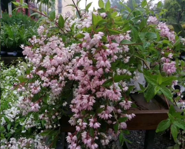 溲疏雪樱花种植方法