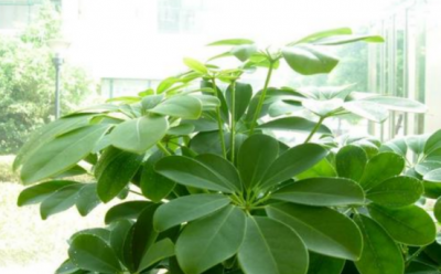 鹅掌柴多久浇一次水好 分享鹅掌柴浇水的正确方法