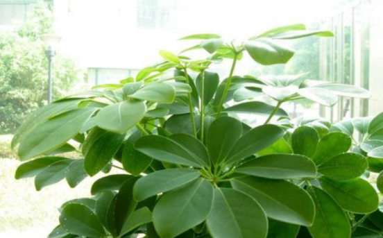 鹅掌柴多久浇一次水好