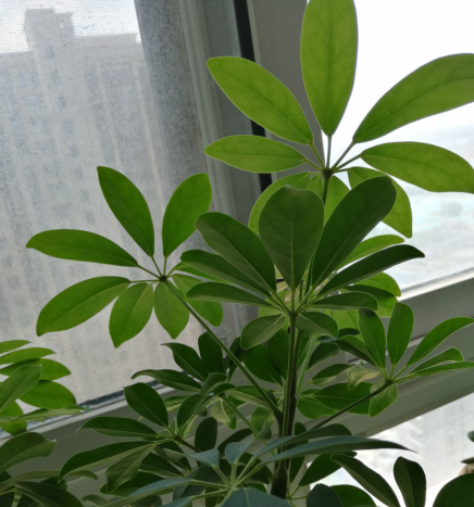 鹅掌柴多久浇一次水好