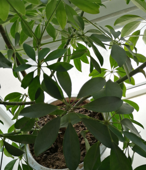 鹅掌柴多久浇一次水好