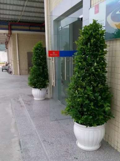 金钱榕树怎么养殖方法