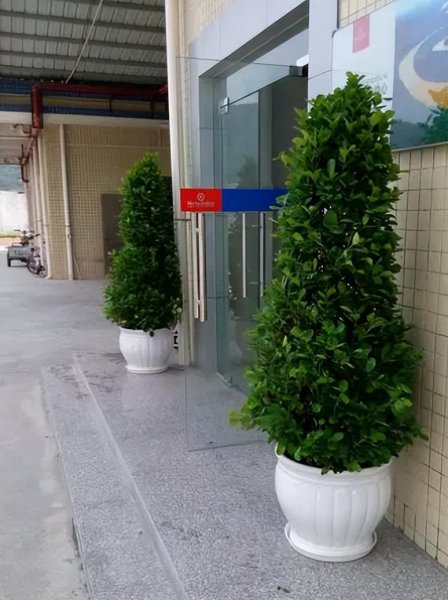 金钱榕树怎么养殖方法