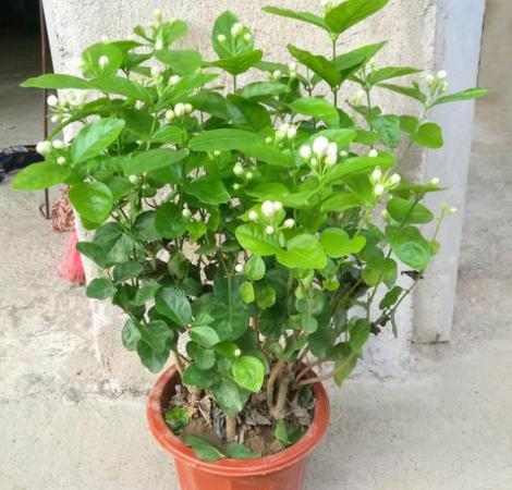茉莉的修剪方法和时间
