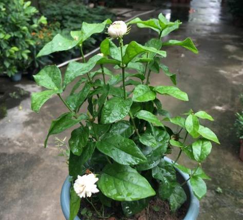 茉莉的修剪方法和时间