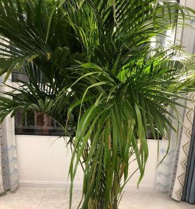 家里为什么不能养散尾葵植物 室内散尾葵的养殖方法