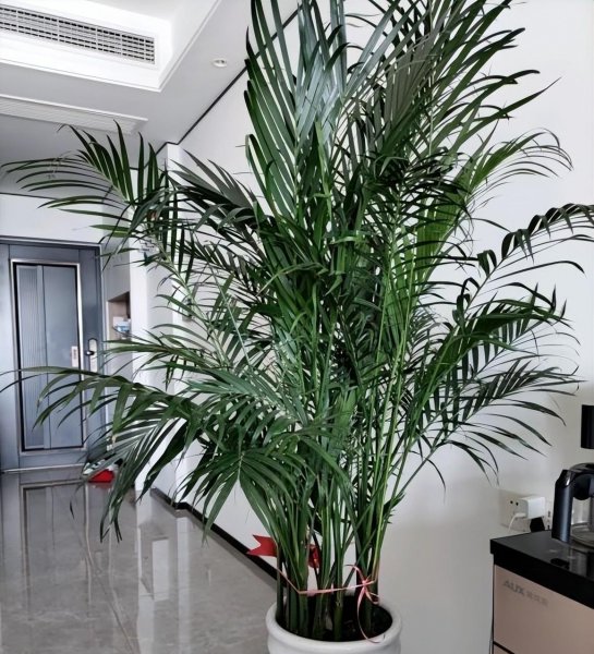 家里为什么不能养散尾葵植物