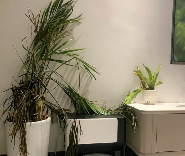 家里为什么不能养散尾葵植物