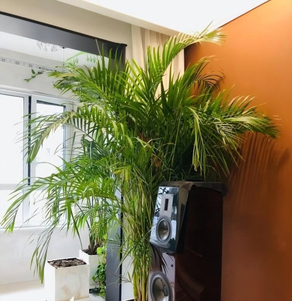 家里为什么不能养散尾葵植物