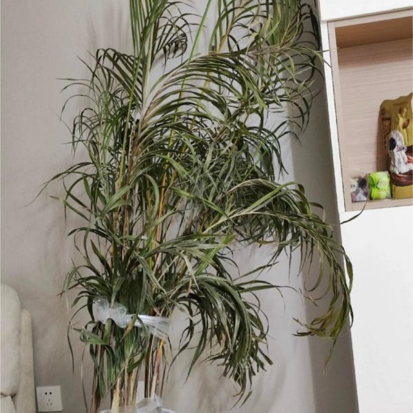 家里为什么不能养散尾葵植物