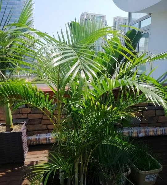 家里为什么不能养散尾葵植物