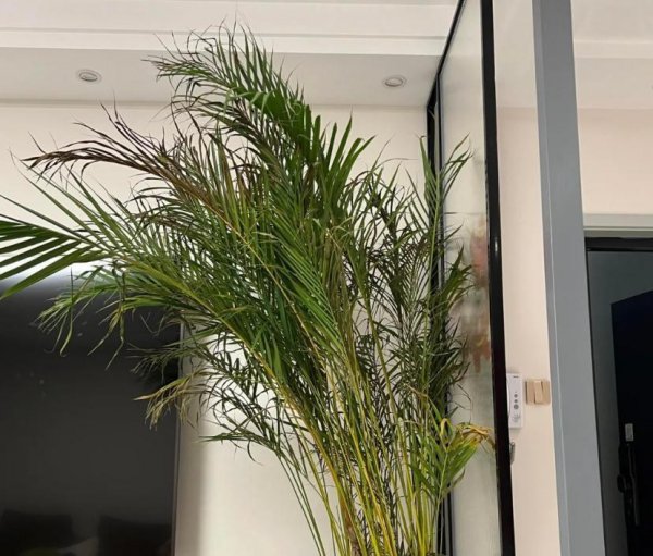 家里为什么不能养散尾葵植物