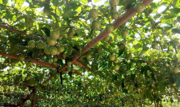 百香果种植季节合和时间