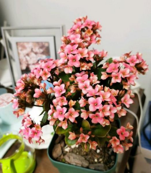 长寿花怎么插栽方法