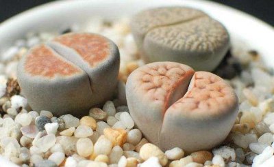 多肉生石花怎么养殖 详解生石花养殖方法