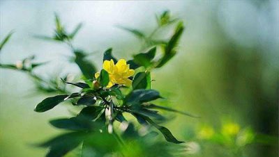 迎春花几月份开放时间 关于迎春花修剪时间和技巧