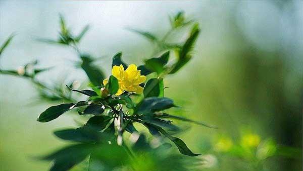 迎春花几月份开放时间