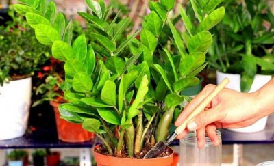 家庭自制花肥方法收集 花卉肥料的配制方法