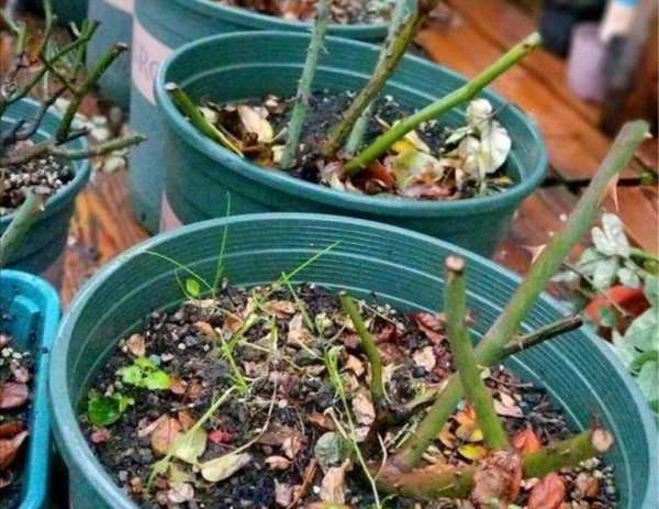 家庭自制花肥方法收集