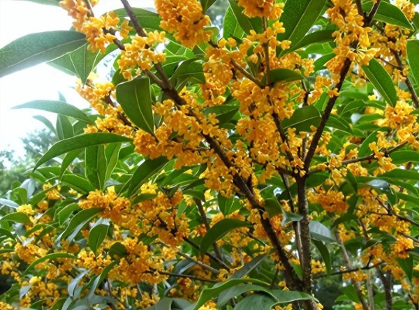 如何种桂花树苗