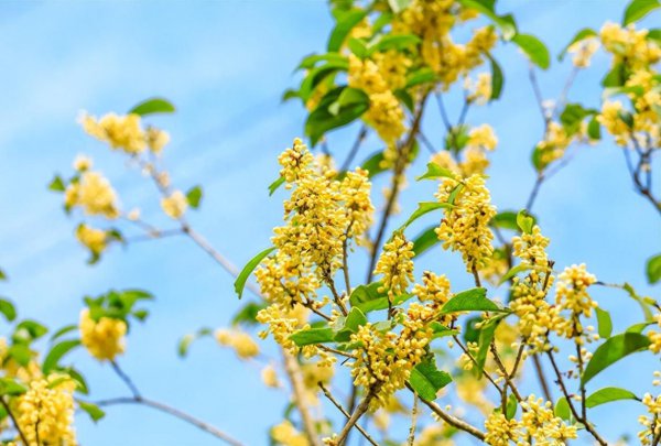 如何种桂花树苗