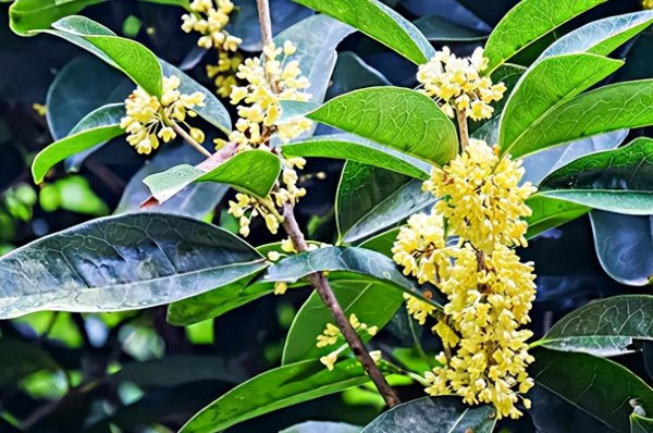 如何种桂花树苗