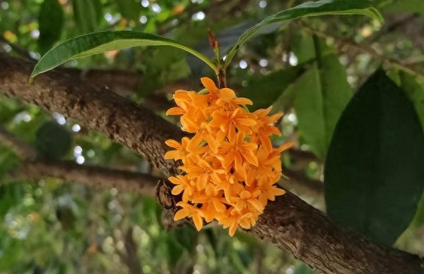 如何种桂花树苗