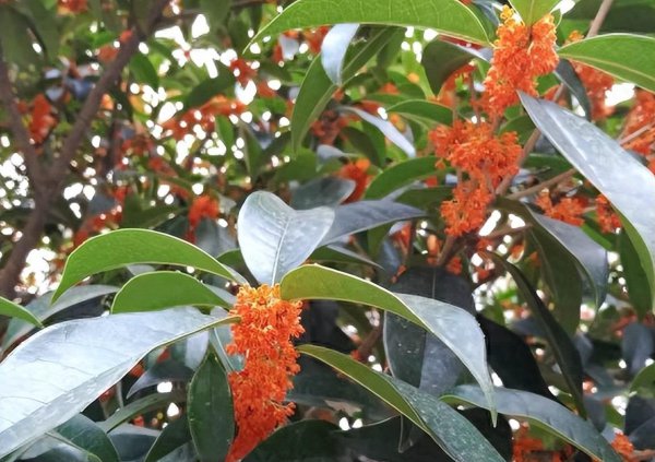 如何种桂花树苗