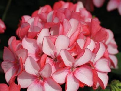 洋绣球花怎么养好