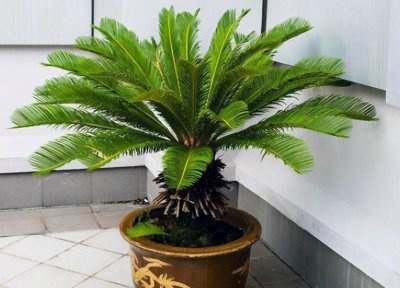 铁树快速发芽方法 讲解铁树的种植技巧